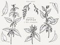 Stinging Nettle PNG Clip Art, Hand Drawn Urtica Dioica Plant Illustration, Botanical Clipart Tattoo, Download for Commercial Use